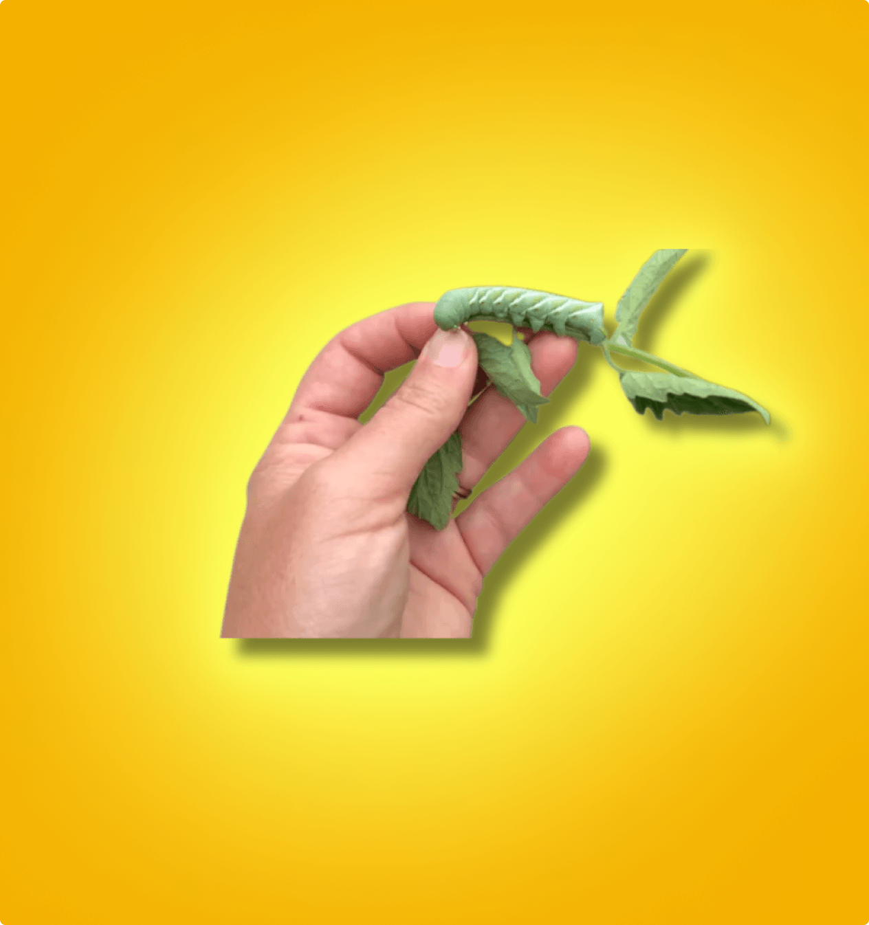 Hand holding a green hornworm feeder insect with leaves on a yellow background