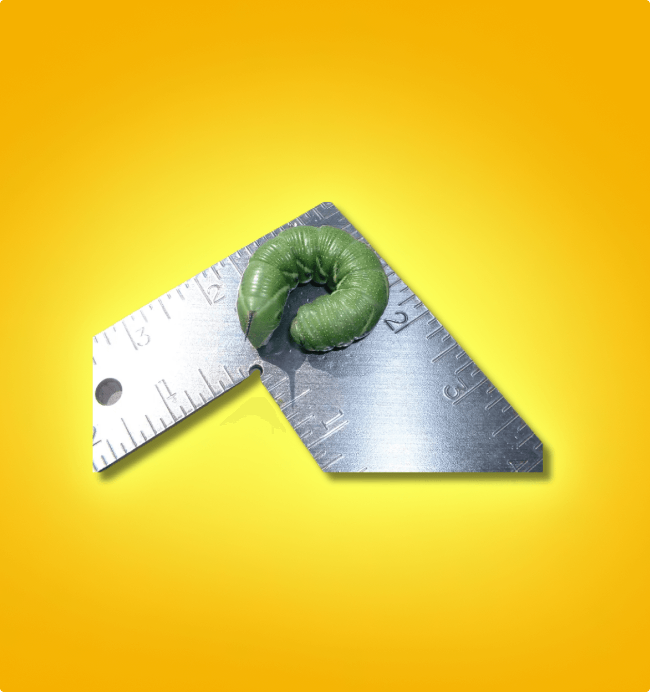 Green hornworm feeder insect on metal ruler, yellow background, All Angles Creatures