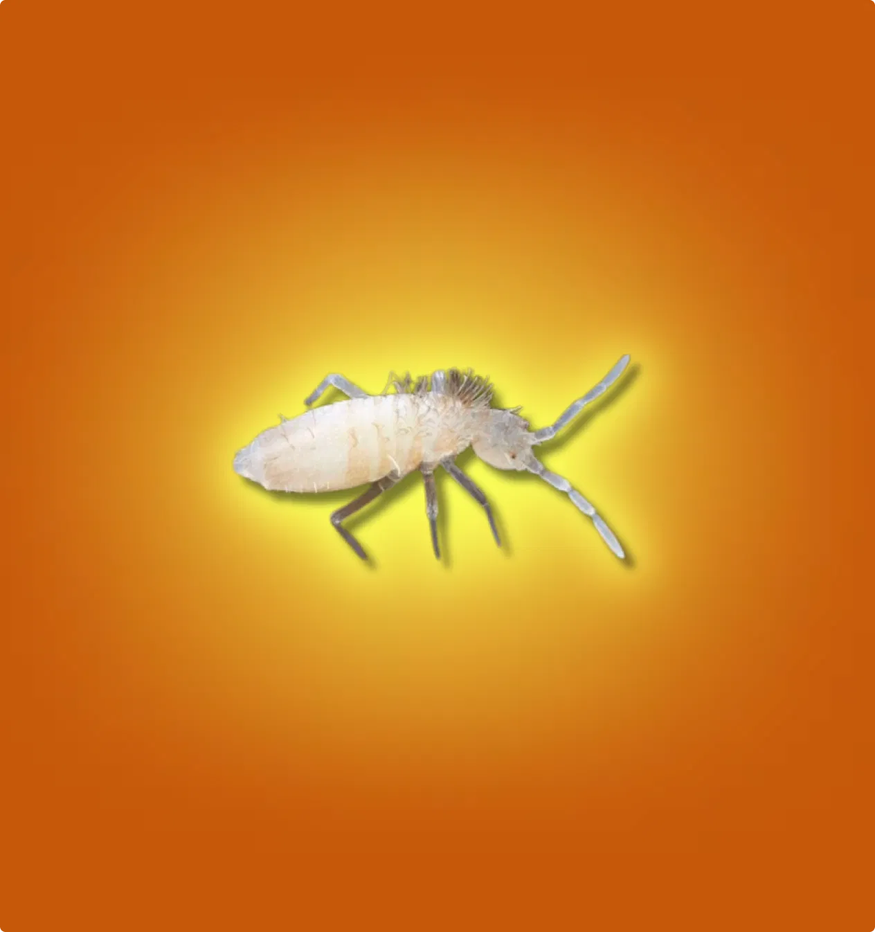 Temperate (Dry) Springtails — All Angles Creatures